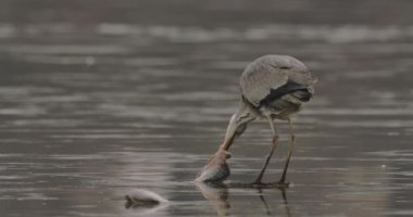 Gri balıkçıl (Ardea Cinerea) Gölde Balıkçılık
