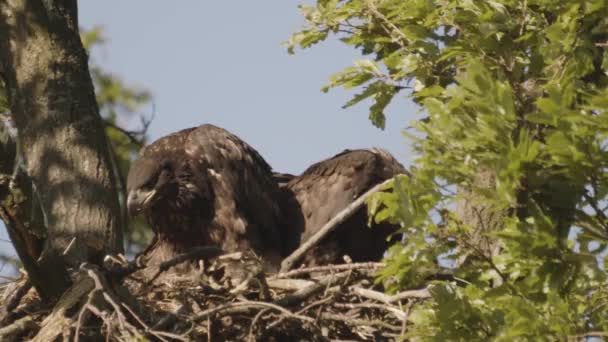 Dwa Bieliki Haliaeetus Albicilla Budują Gniazdo Letnim Lesie Zwolnionym Tempie — Wideo stockowe