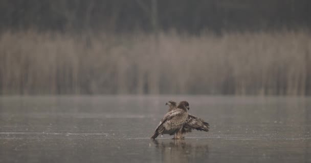 Deux Aigles Queue Blanche Haliaeetus Albicilla Lac Frozen — Video