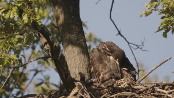 Λευκός Tailed Eagle Haliaeetus Albicilla Στη Φωλιά Στο Δάσος Του — Αρχείο Βίντεο