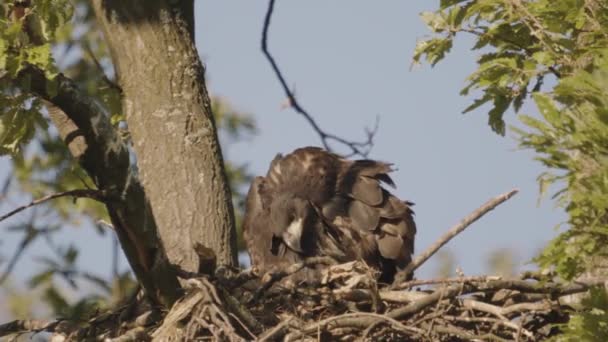 Λευκός Tailed Eagle Haliaeetus Albicilla Φτερό Στη Φωλιά Στο Δάσος — Αρχείο Βίντεο