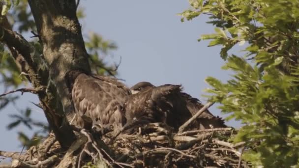 两只白尾鹰 Haliaeeetus Albicilla 用慢镜头在夏天的森林里筑巢 — 图库视频影像
