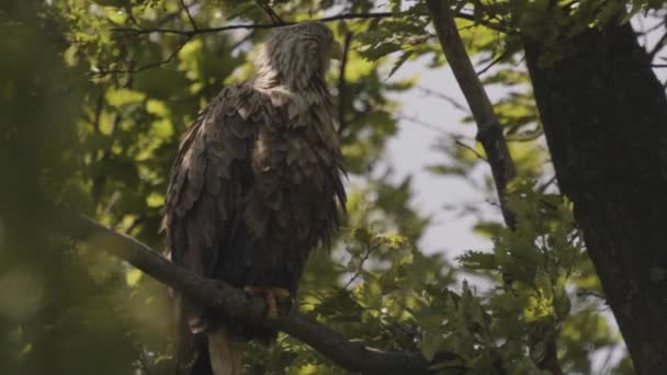 White Tailed Eagle Haliaeetus Albicilla Sedí Větvi Letním Lese Mezi — Stock video