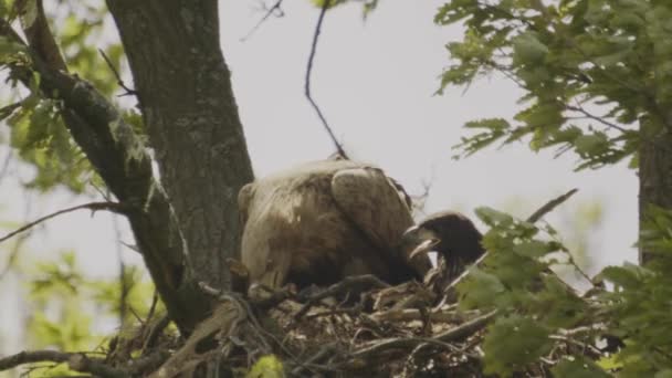 两只白尾鹰 Haliaeeetus Albicilla 在夏天的森林里筑巢觅食 动作缓慢 — 图库视频影像