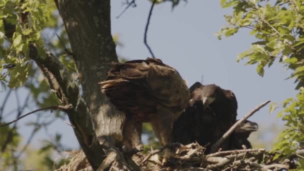 Drie Zeearenden Haliaeetus Albicilla Het Nest Het Zomerwoud Slow Motion — Stockvideo