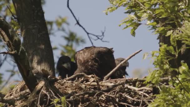 Três Águias Cauda Branca Haliaeetus Albicilla Alimentando Ninho Floresta Verão — Vídeo de Stock