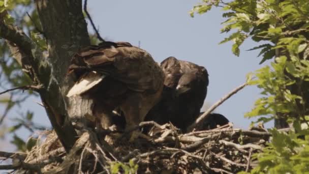 Tři Orli Běloocasí Haliaeetus Albicilla Hnízdě Letním Lese Zpomalený Obraz — Stock video