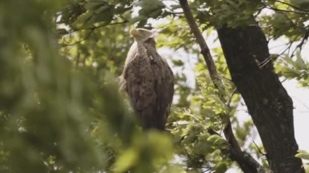 White Tailed Eagle Haliaeetus Albicilla Sitting Branch Summer Forest Leaves — Stock Video