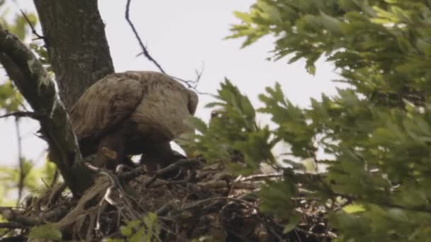 Два Белохвостых Орла Haliaeetus Albicilla Кормятся Гнезде Летнем Лесу Замедленная — стоковое видео