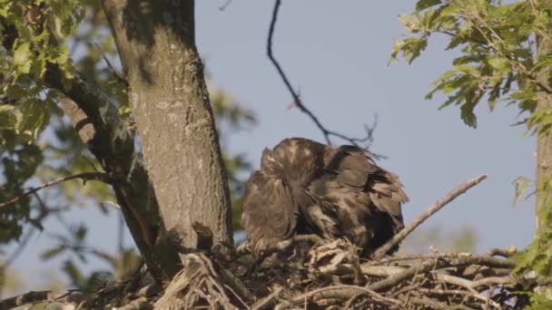 夏の森で巣で羽ばたきする2匹のホワイトテールイーグル — ストック動画
