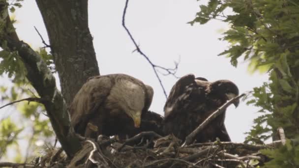 两只白尾鹰 Haliaeeetus Albicilla 在夏天的森林里筑巢觅食 动作缓慢 — 图库视频影像