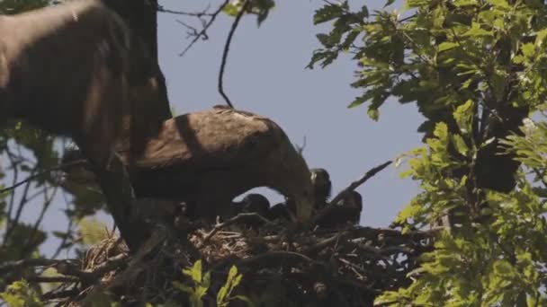 Tři Orli Běloocasí Haliaeetus Albicilla Krmení Hnízdě Letním Lese Zpomalení — Stock video