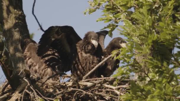 三只白尾鹰 Haliaeeetus Albicilla在夏天的森林里筑巢 慢镜头 — 图库视频影像