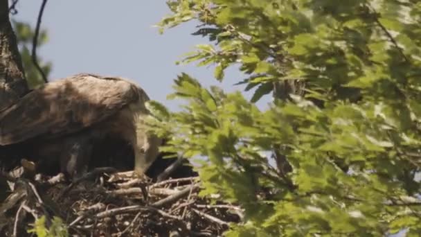 Tři Orli Běloocasí Haliaeetus Albicilla Krmení Hnízdě Letním Lese Zpomalení — Stock video
