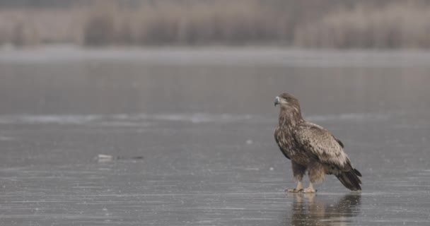 Vitstjärtad Örn Haliaeetus Albicilla Vid Frozen Lake — Stockvideo
