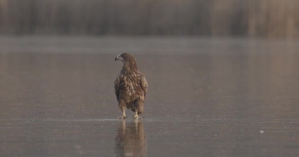 Vitstjärtad Örn Haliaeetus Albicilla Vid Frozen Lake — Stockvideo