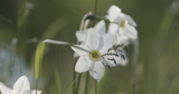 Żonkil Biały Kwiat Zbliżenie Powolny Ruch — Wideo stockowe