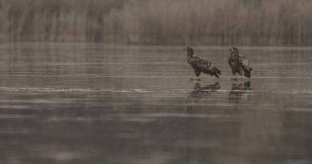 Twee Zeearend Haliaeetus Albicilla Bij Frozen Lake — Stockvideo