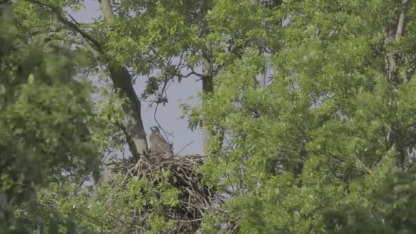 Águia Cauda Branca Haliaeetus Albicilla Esperando Observando Ninho — Vídeo de Stock