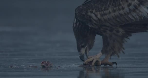 Белохвостый Орел Haliaeetus Albicilla Добычей Замерзшем Озере — стоковое видео