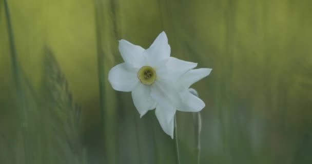 Żonkil Biały Kwiat Zbliżenie Powolny Ruch Obrazu — Wideo stockowe