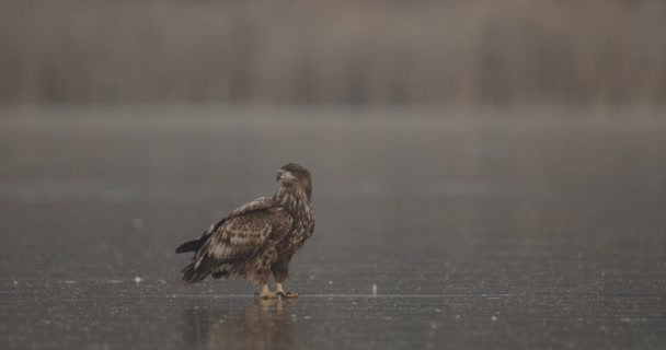 Águila Cola Blanca Haliaeetus Albicilla Lago Congelado — Vídeos de Stock