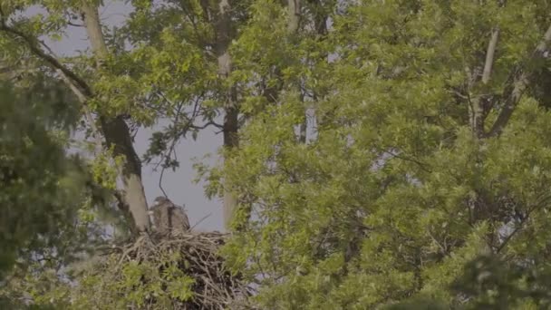 Пара Белохвостых Орлов Галиет Альбицилла Гнезде — стоковое видео