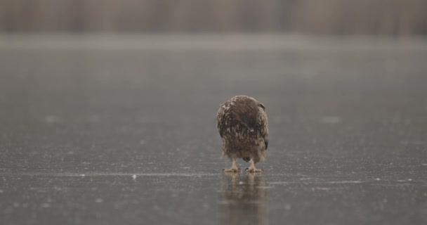 Белохвостый Орёл Haliaeetus Albicilla Замерзшем Озере — стоковое видео