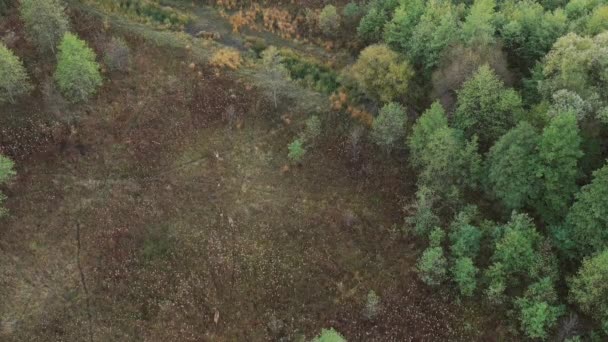 Sekawanan Rusa Berjalan Melalui Hutan Padang Rumput Pandangan Udara — Stok Video