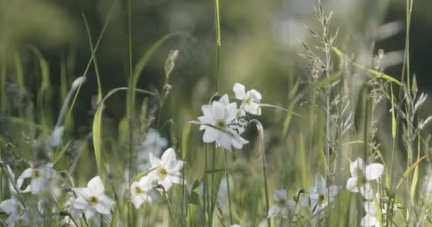 Orzeł Biały Haliaeetus Albicilla Upierzenie Gnieździe — Wideo stockowe