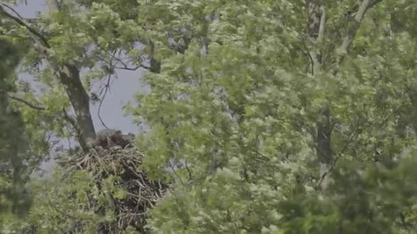 一对白尾鹰 Haliaeetus Albicilla在一个鸟巢里 — 图库视频影像