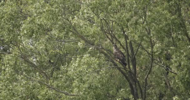 Águia Cauda Branca Senta Galho Árvore Acima Lago — Vídeo de Stock