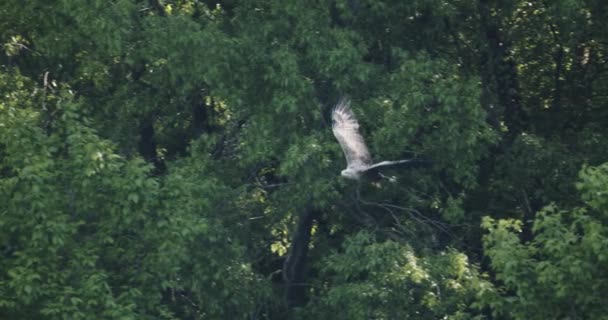 Slow Motion Fly White Tailed Eagle Haliaeetus Albicilla — Stock video