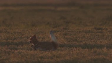 Büyük Bustard, Otis Tarda, Macaristan