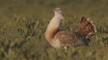 Büyük Bustard, Otis Tarda, Resmi Kapat, Macaristan