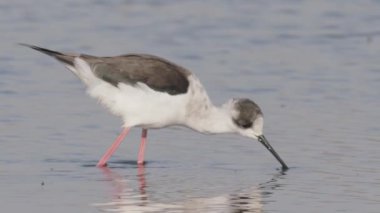 Kara Kanatlı Stilt, Himantopus Himantopus, Ulusal Park, Macaristan, Yakın Çekim Görüntü