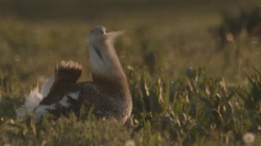 Büyük Bustard, Otis Tarda, Yakın çekim, Macaristan