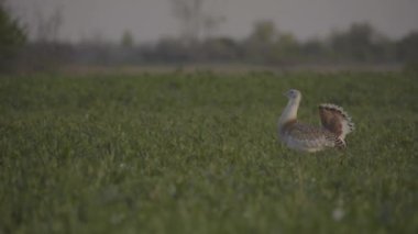 Büyük Bustard Otis Tarda Çimlerde