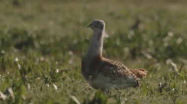 Great Bustard, Otis Tarda, Yakından Görüntü, Macaristan