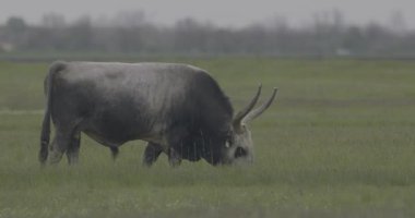 Macar gri sığır Bos Taurus otlakta