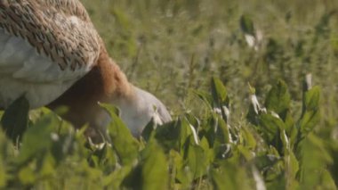 Great Bustard, Otis Tarda, Yakından Görüntü, Macaristan
