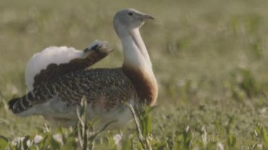 Yakın plan Büyük Bustard Otis Tarda Çimlerde, Macaristan