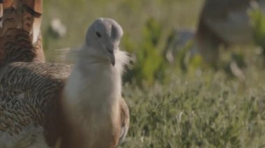 Great Bustard, Otis Tarda, Yakından Görüntü, Macaristan