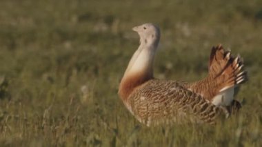 Great Bustard, Otis Tarda, Yakından Görüntü, Macaristan