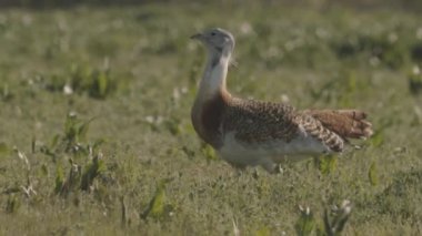 Great Bustard, Otis Tarda, Yakından Görüntü, Macaristan