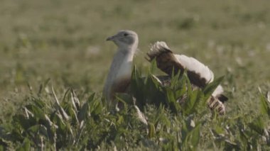 Great Bustard, Otis Tarda, Yakından Görüntü, Macaristan