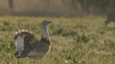Great Bustard, Otis Tarda, Yakından Görüntü, Macaristan