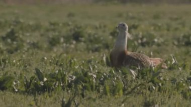 Great Bustard, Otis Tarda, Yakından Görüntü, Macaristan