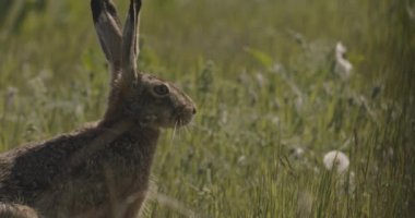 Büyük Bustard, Otis Tarda, Yakından Görüntü