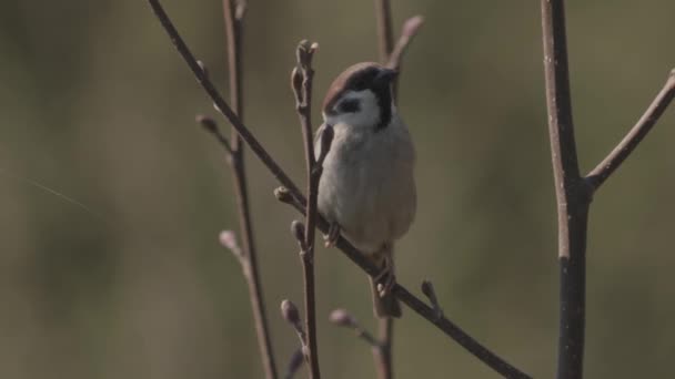 Dům Sparrow Passer Domesticus Stromě Zavřít — Stock video